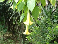 Sicana odorifera