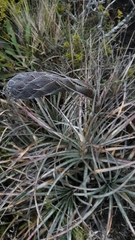 Puya lineata