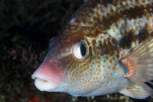 Baillon's Wrasse