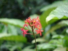 Sicana odorifera