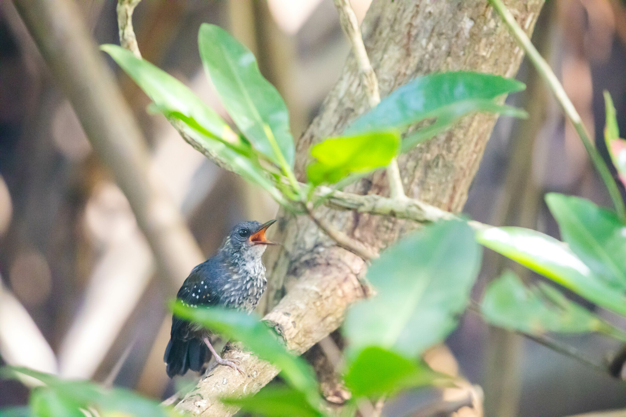 Silvered Antbird (Sclateria naevia), photo 2