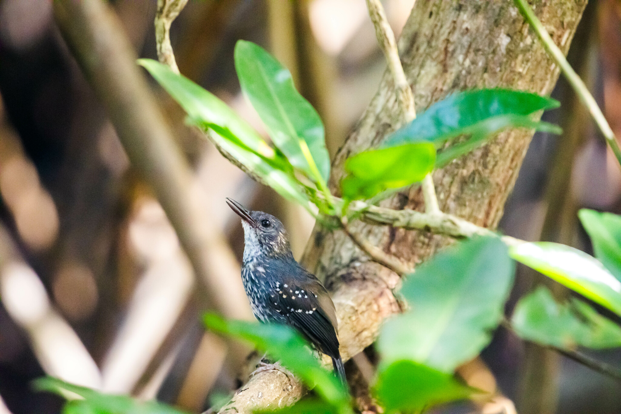 Silvered Antbird (Sclateria naevia), photo 3