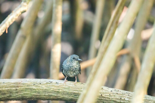 Silvered Antbird (Sclateria naevia), photo 10