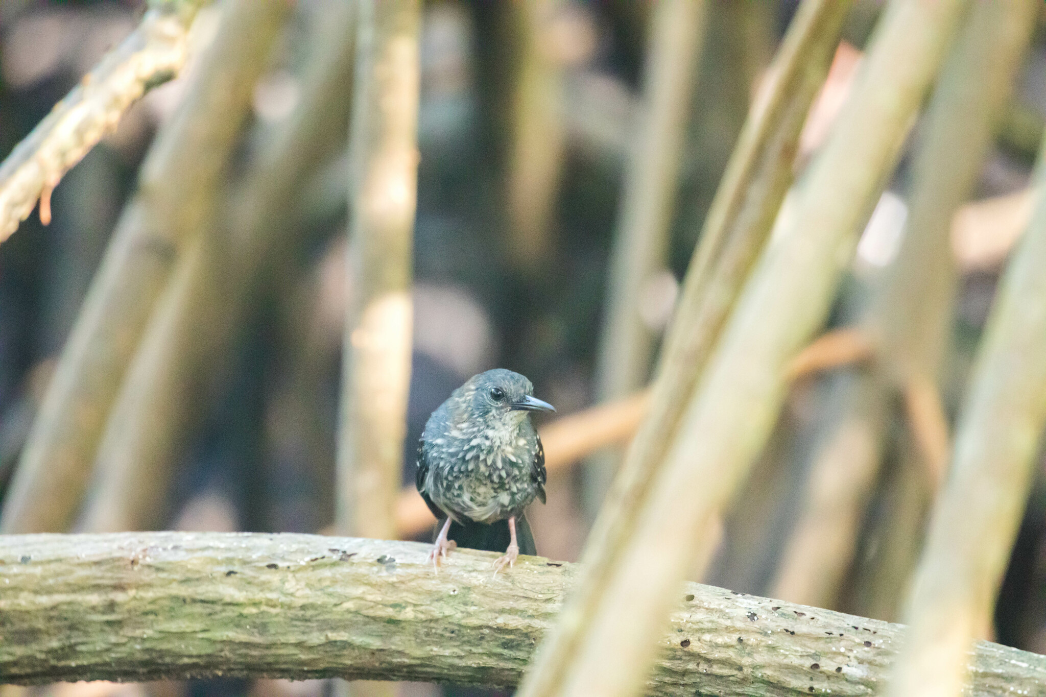 Silvered Antbird (Sclateria naevia), photo 4