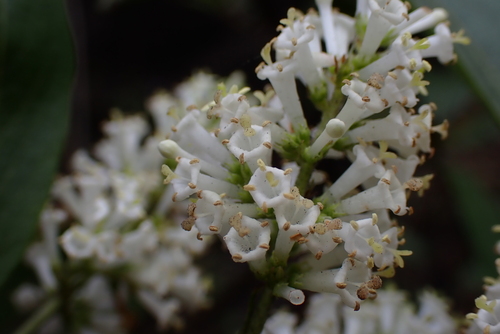 Wendlandia thyrsoidea, 2024-01-18
