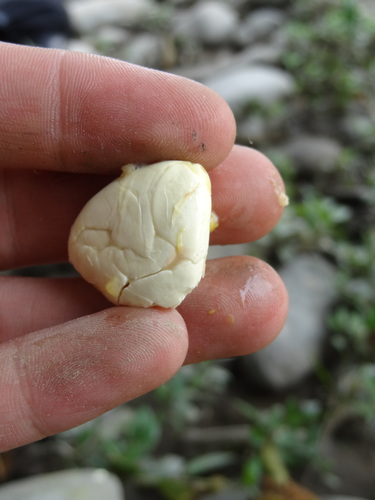 Image of Theobroma bicolor by (c) Ignacio Moreira-Corral, some rights reserved (CC BY-SA)
