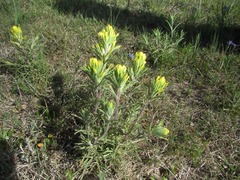 Castilleja citrina