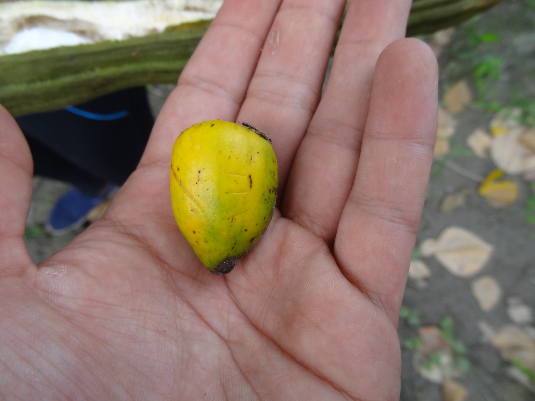 Imagem de Pupunha