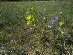 Castilleja citrina