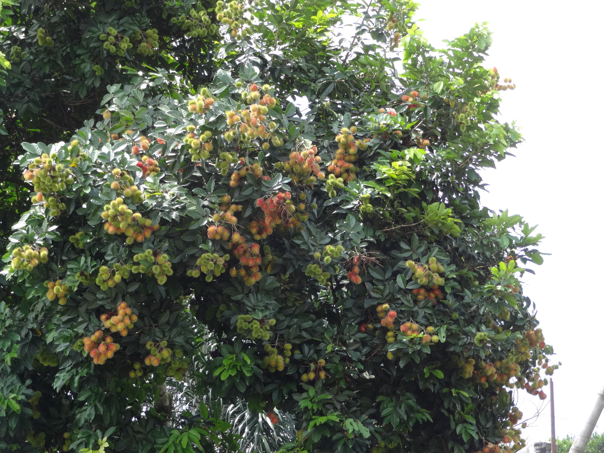 Imagem de Rambutan
