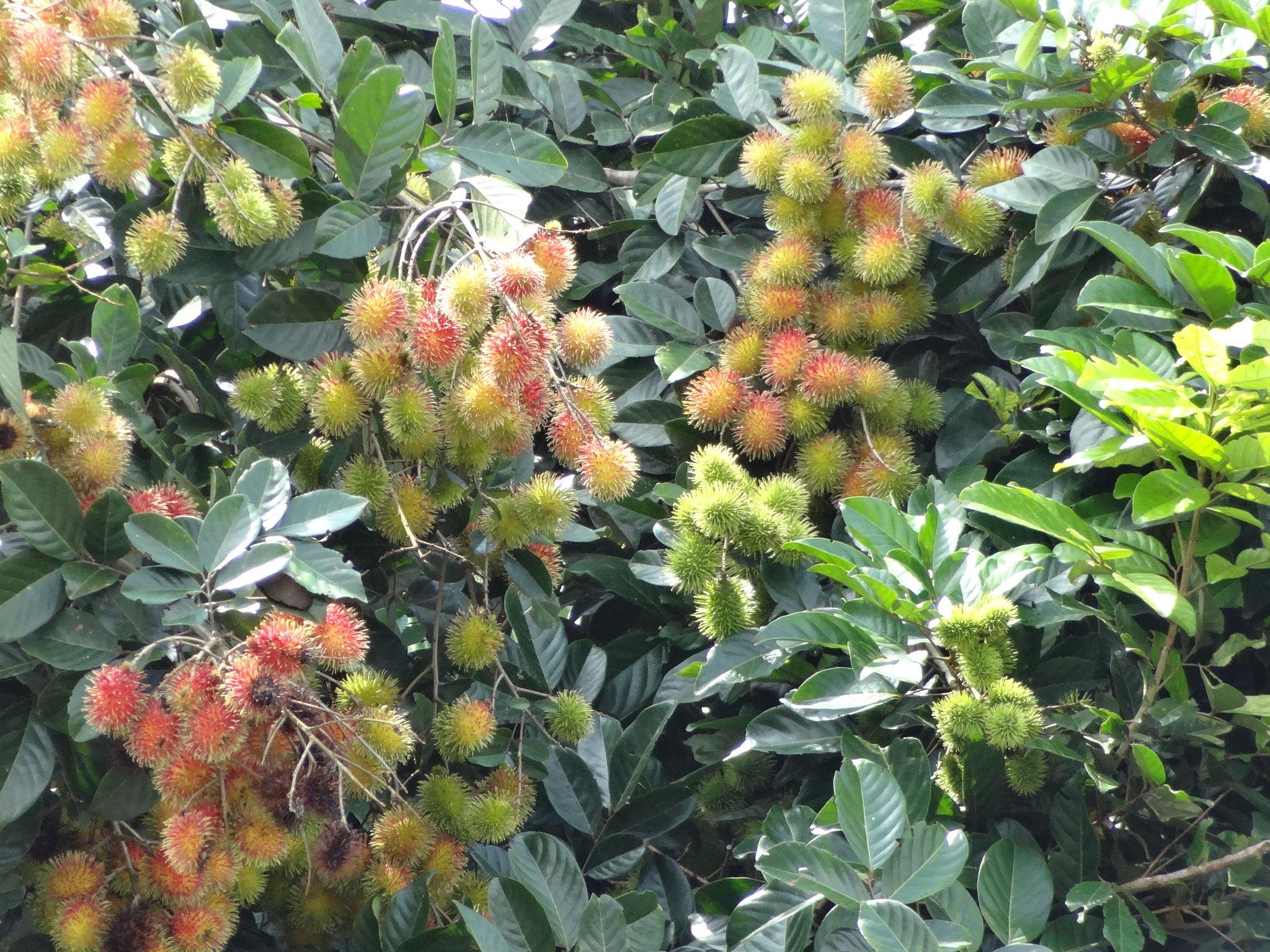 Imagem de Rambutan