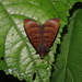 Ceromacra tymber - Photo (c) Lepidoptera Colombiana 🇨🇴, algunos derechos reservados (CC BY-NC), subido por Lepidoptera Colombiana 🇨🇴