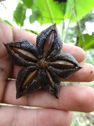 Sacha Inchi (Plukenetia volubilis)