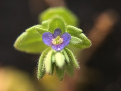Veronica arvensis