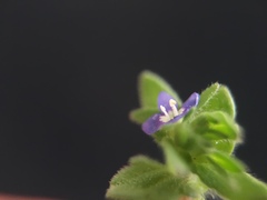 Veronica arvensis