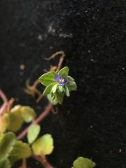 Veronica arvensis