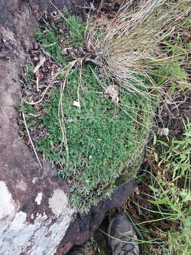 Image of Selaginella sellowii by (c) Roderick Cameron, some rights reserved (CC BY)