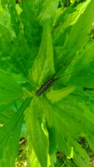 Agapanthia cardui