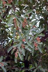 Citharexylum montevidense