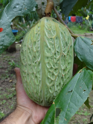 Theobroma bicolor, photograph 6