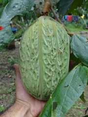Theobroma bicolor, photograph (c) Ignacio Moreira-Corral, some rights reserved (CC BY-SA)