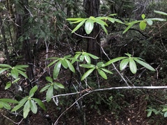 Rhododendron occidentale