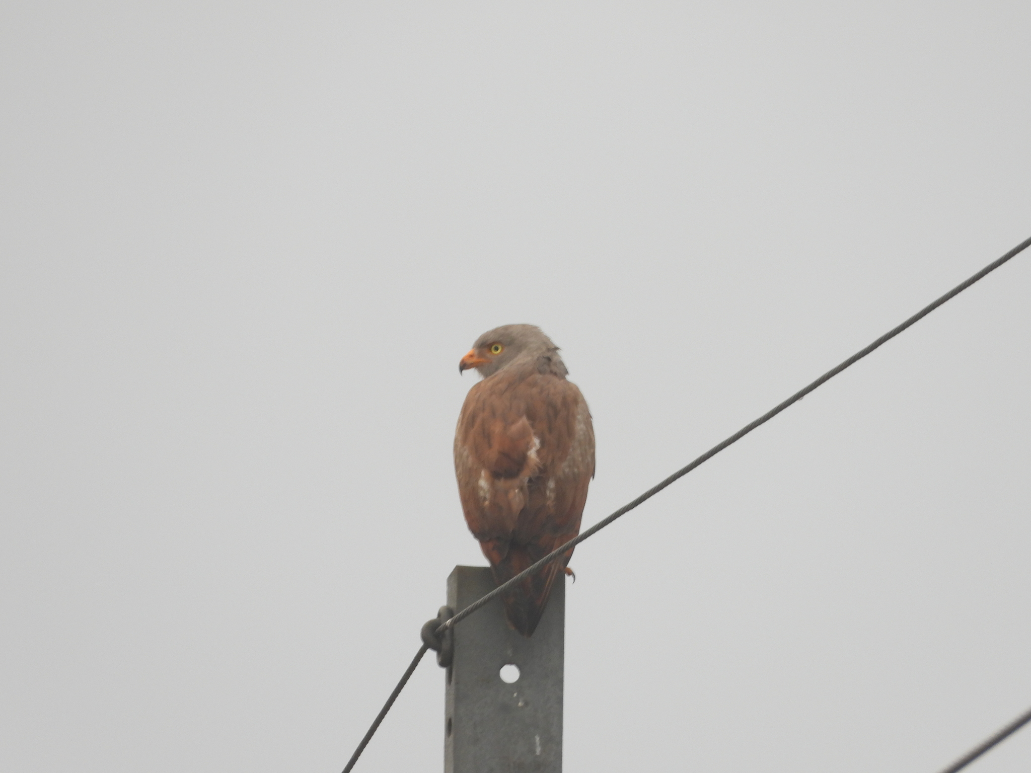 Rufous-winged Buzzard