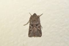 Tycomarptes inferior