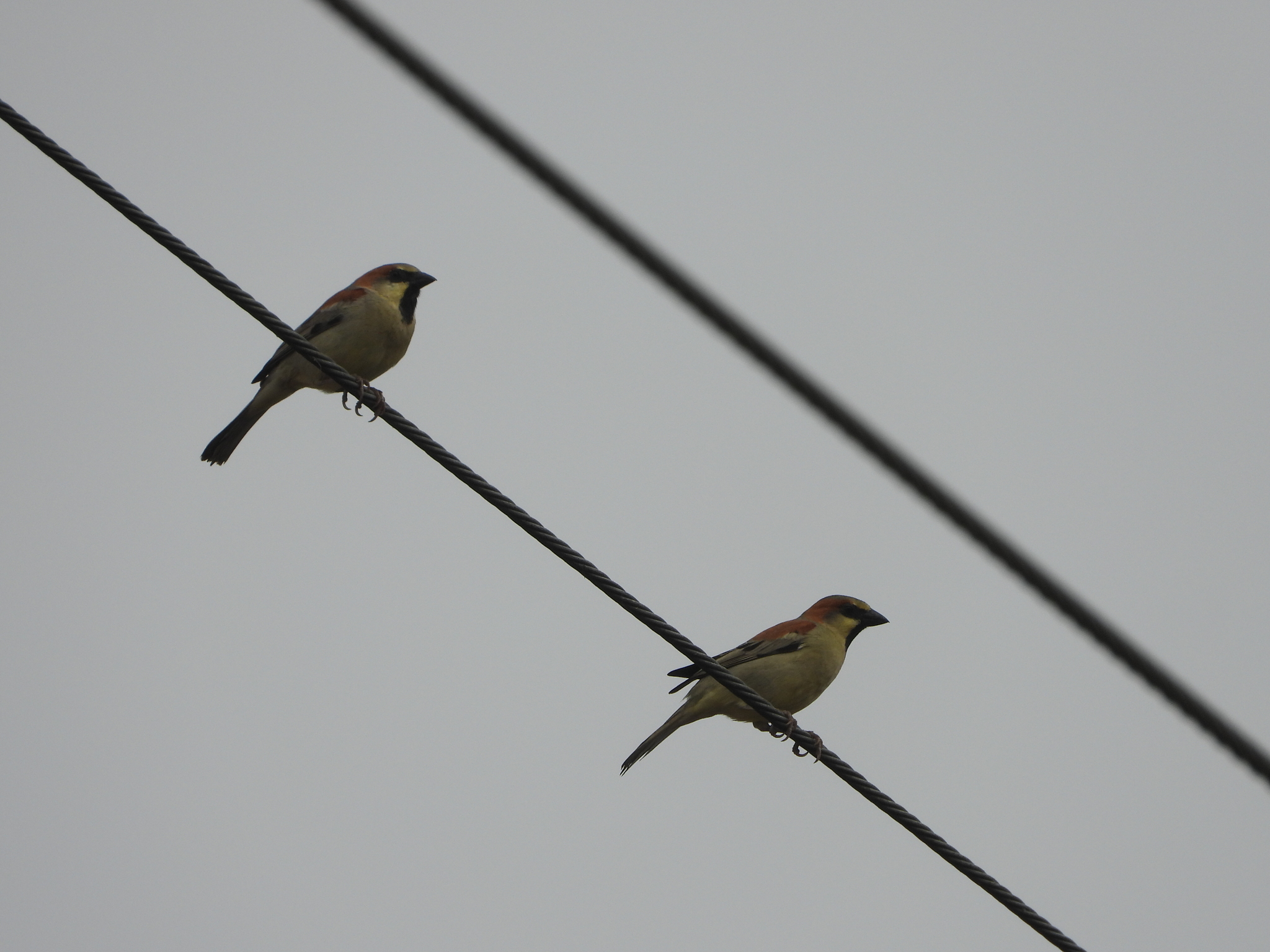 Plain-backed Sparrow