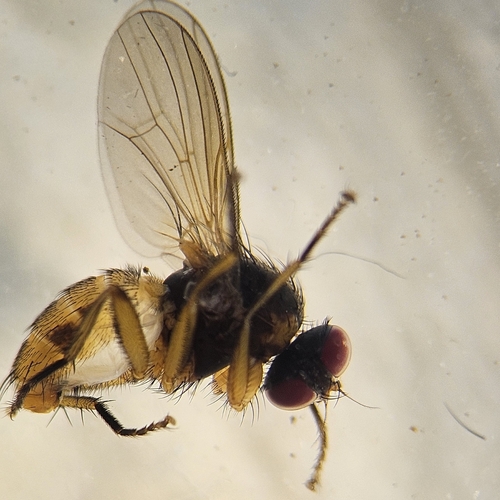 Piezura nearctica