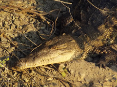 Crocodylus acutus