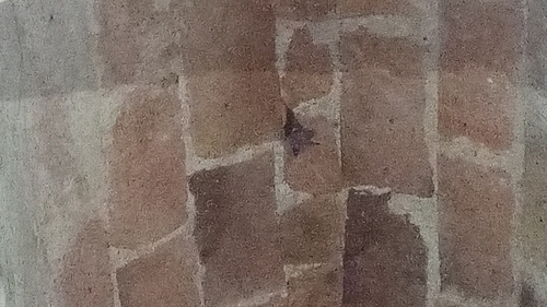 Waterhouse's Leaf-nosed Bat