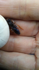 Rhodanthidium sticticum