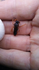 Rhodanthidium sticticum