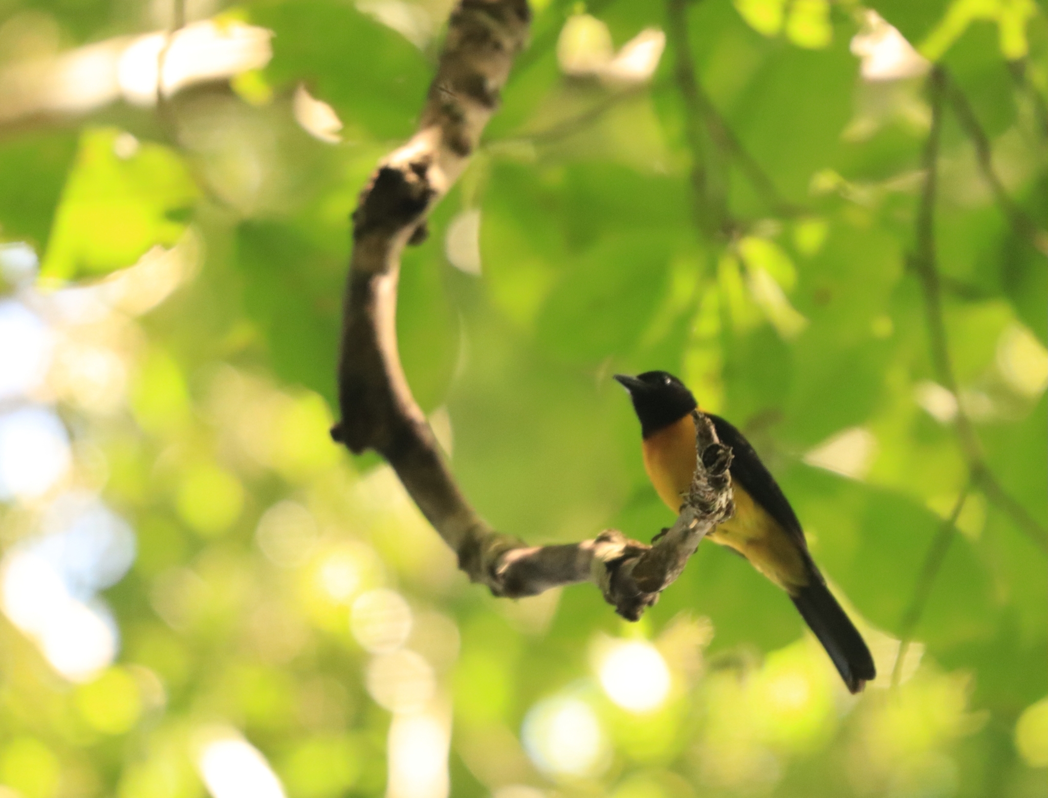 Black-throated Shrike-Tanager (Lanio aurantius), photo 3