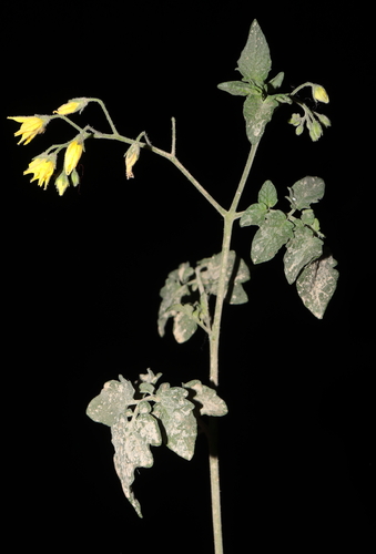 Solanum neorickii