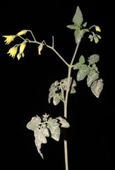 Solanum neorickii