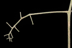 Solanum neorickii, photograph (c) Paúl Gonzáles, some rights reserved (CC BY)