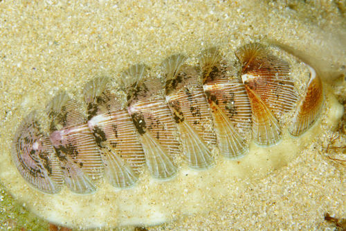 Chaetopleura angulata