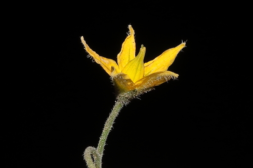 Solanum neorickii, photograph 3