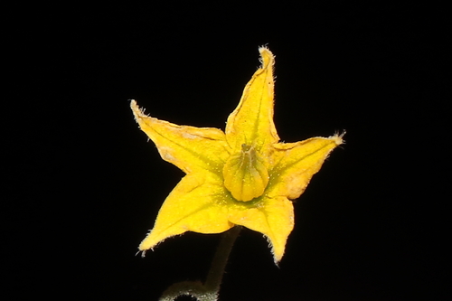 Solanum neorickii, photograph 4