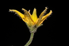 Solanum neorickii, photograph (c) Paúl Gonzáles, some rights reserved (CC BY)