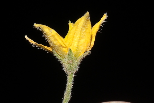 Solanum neorickii, photograph 6