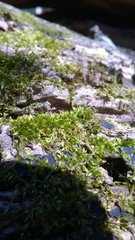 Dicranum flagellare