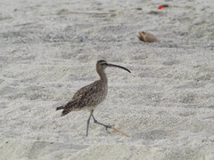 Numenius phaeopus