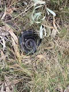 Tiger Snake sighting