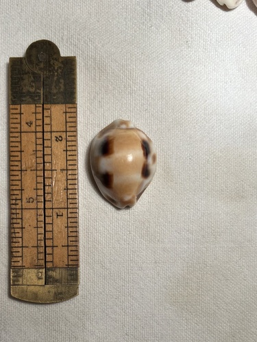 Cypraea tessellata observed 2006-08-01