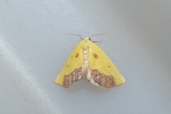 Drepanogynis cambogiaria