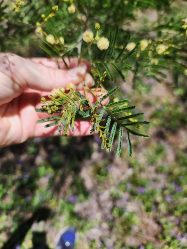 Image of Acacia deanei by (c) Shelomi Doyle, some rights reserved (CC BY)