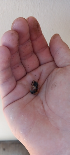 Wasp photo 4